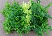 4" Fern Boston Assortment